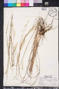 Andropogon ternarius image