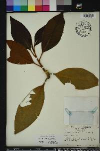 Magnolia grandiflora image