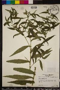 Symphyotrichum patens image