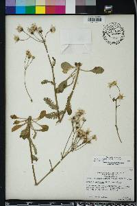 Packera obovata image