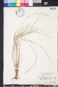 Aristida oligantha image