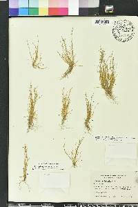 Isolepis carinata image