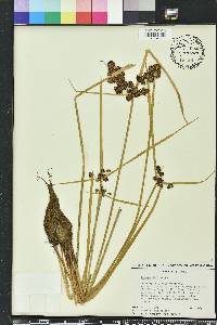 Cyperus difformis image