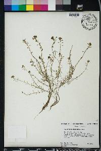 Callitriche heterophylla image