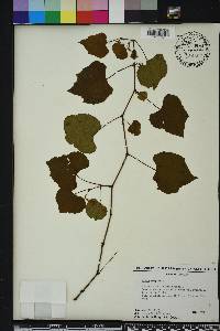 Vitis vulpina image