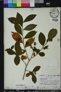 Eubotrys racemosa image