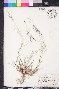 Bothriochloa ischaemum image