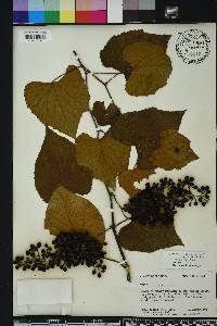 Vitis cinerea image