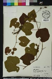 Vitis vulpina image