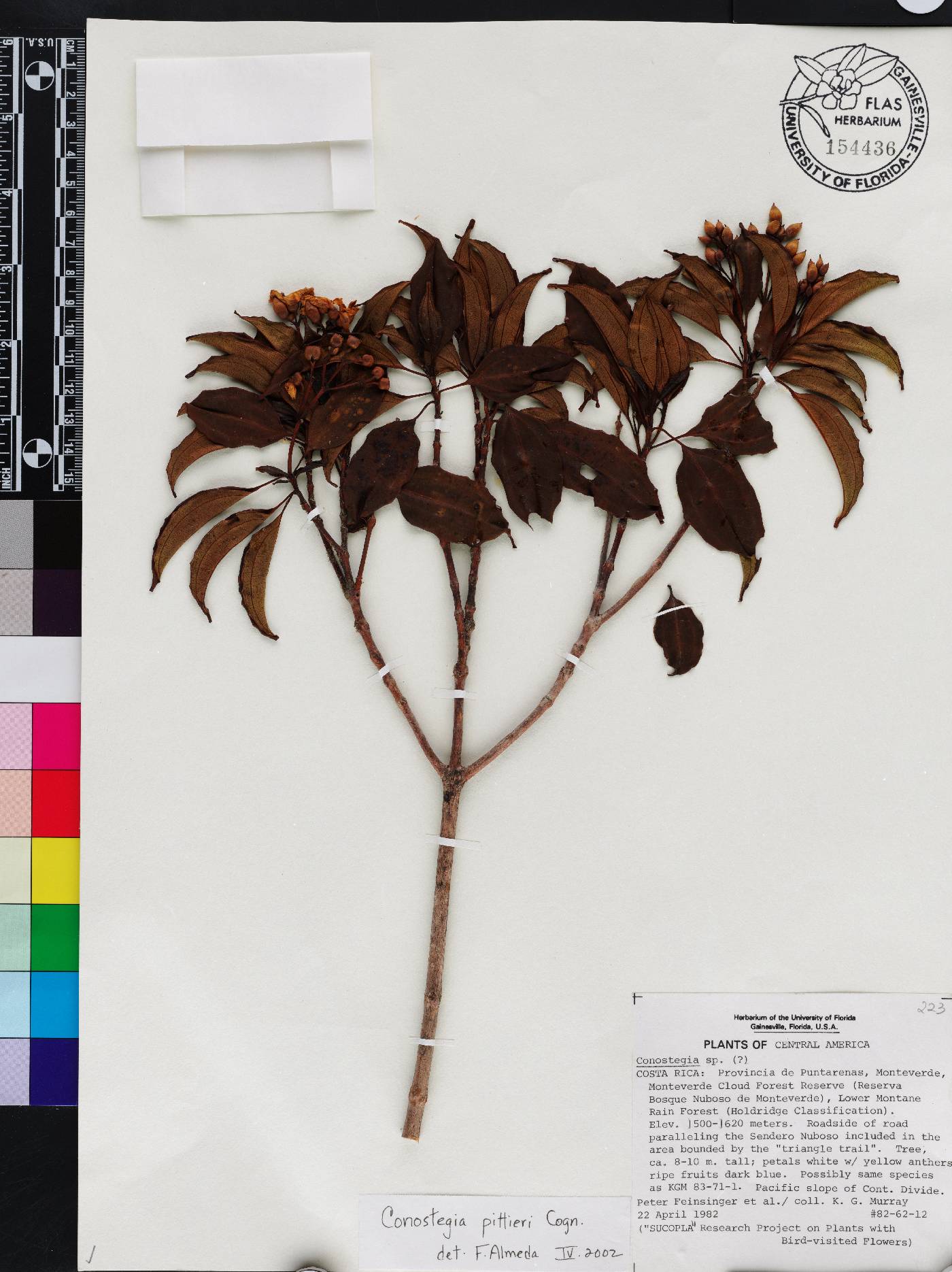 Miconia durandii image