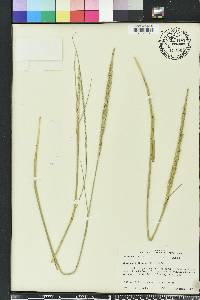 Spartina spartinae image