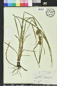 Carex louisianica image