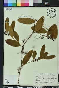 Smilax laurifolia image