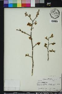 Vaccinium fuscatum image