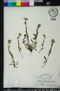 Hedyotis purpurea image