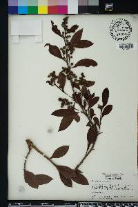 Conocarpus erectus image