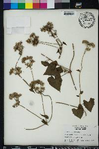 Mikania batatifolia image