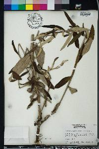 Pterocaulon pycnostachyum image