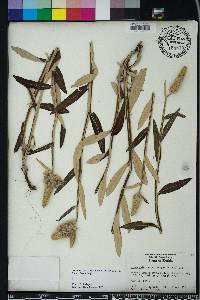 Pterocaulon pycnostachyum image