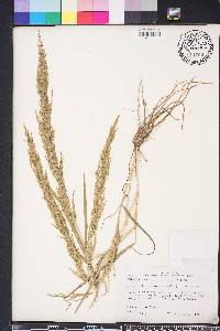 Eragrostis japonica image