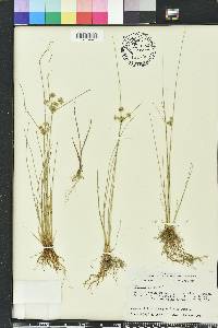 Cyperus elegans image