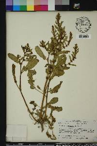 Rumex paraguayensis image