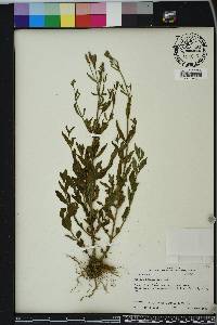 Verbena brasiliensis image