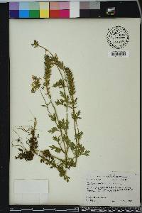 Glandularia canadensis image