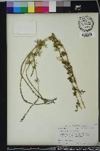 Glandularia aristigera image