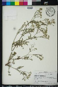 Parthenium hysterophorus image