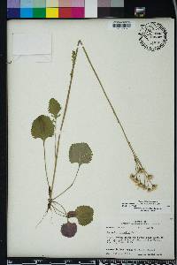 Packera obovata image