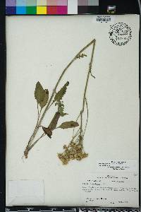 Packera tomentosa image