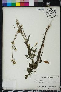 Sonchus oleraceus image