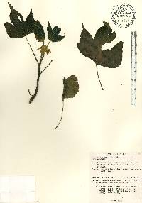 Gyrocarpus americanus image