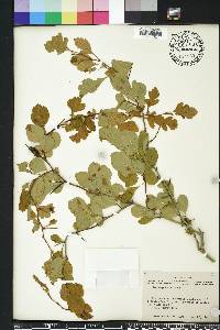 Crataegus viridis image