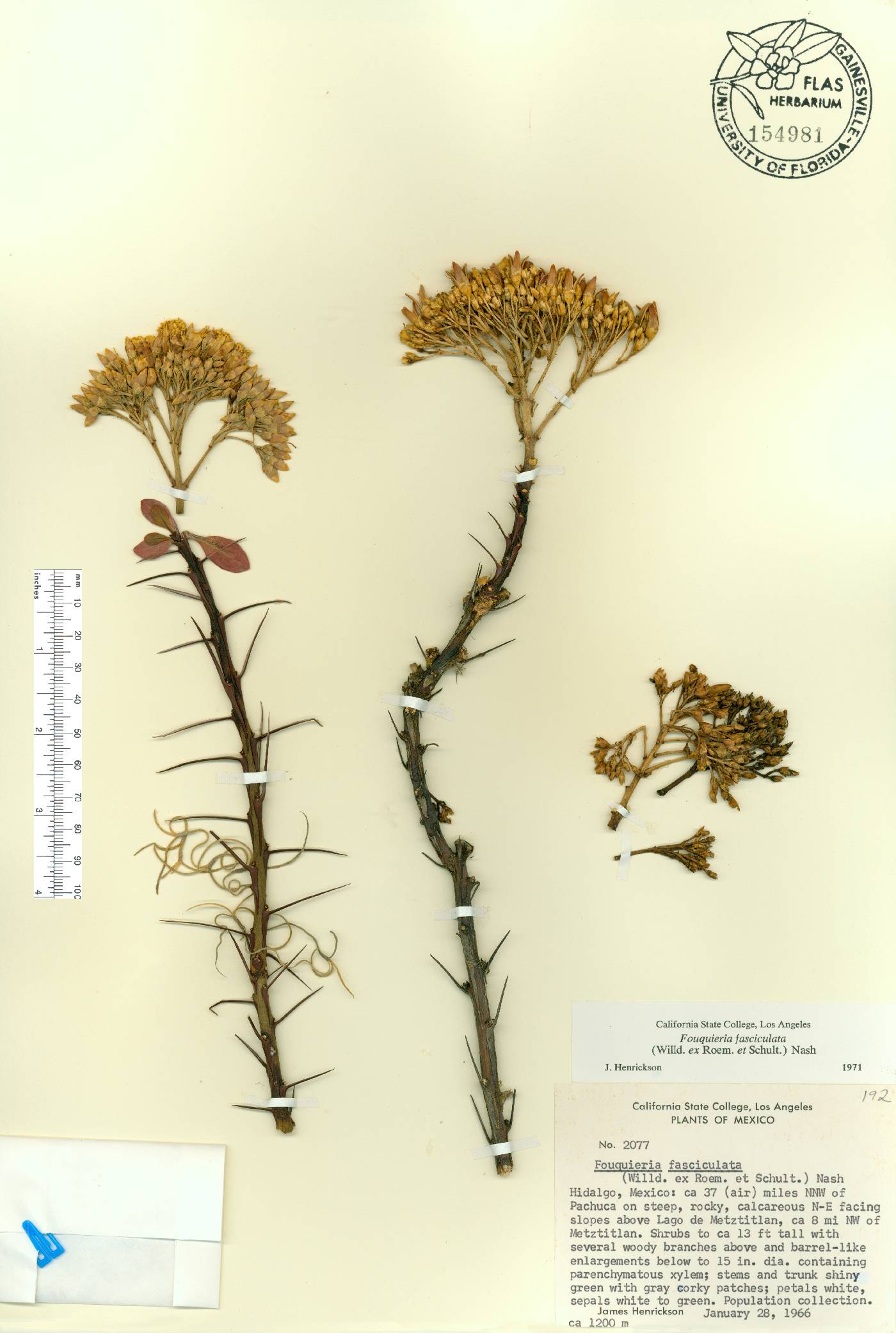 Fouquieria fasciculata image