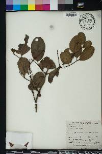 Laguncularia racemosa image