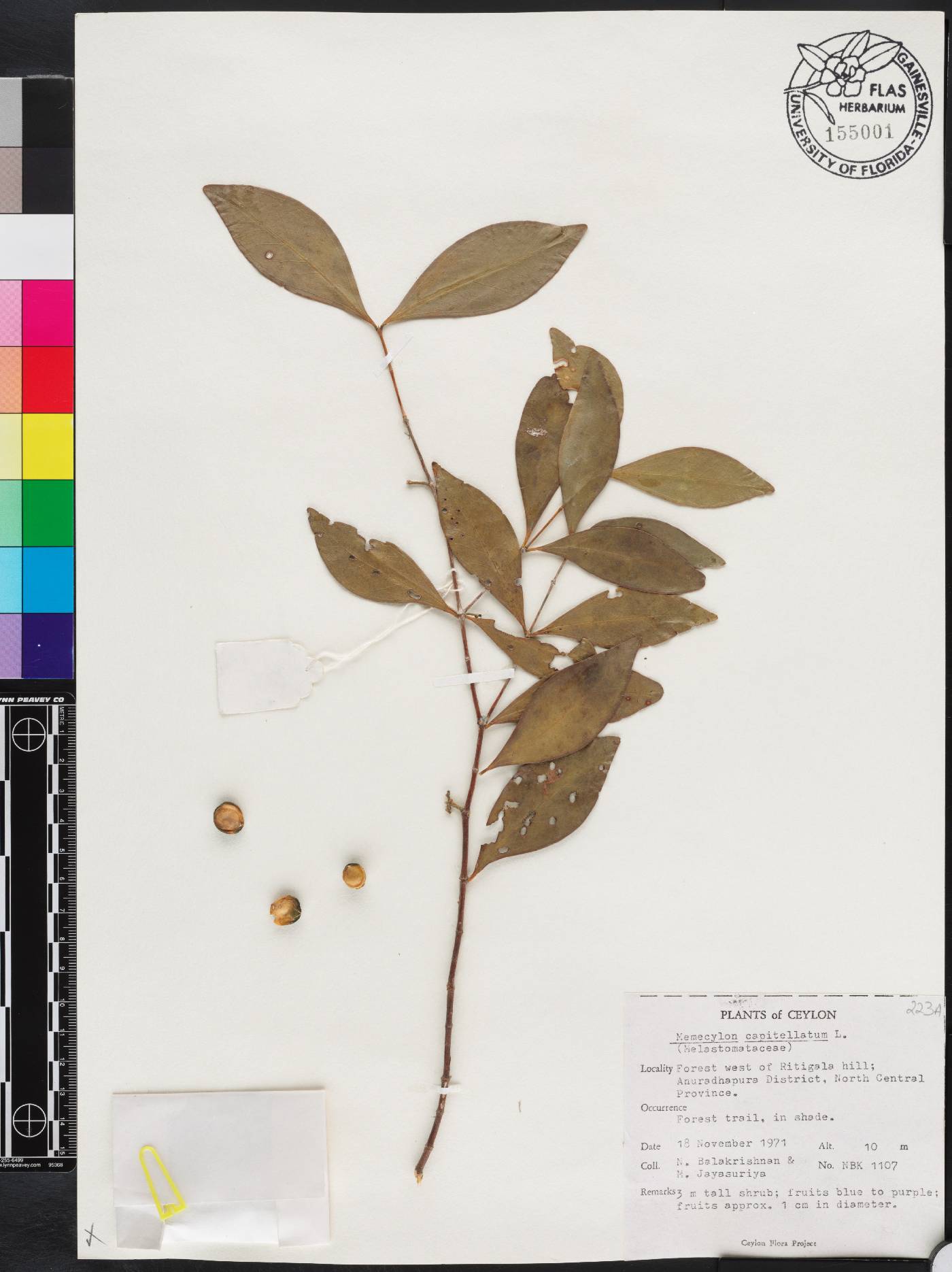 Memecylon capitellatum image