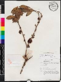 Memecylon umbellatum image