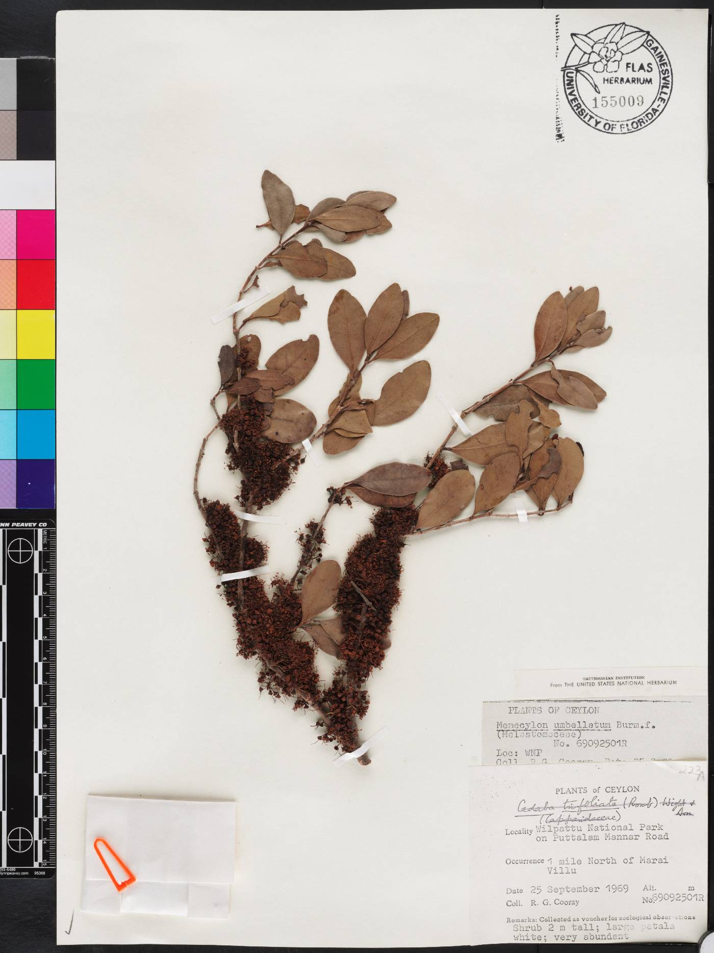 Memecylon umbellatum image