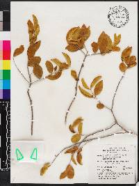 Memecylon umbellatum image