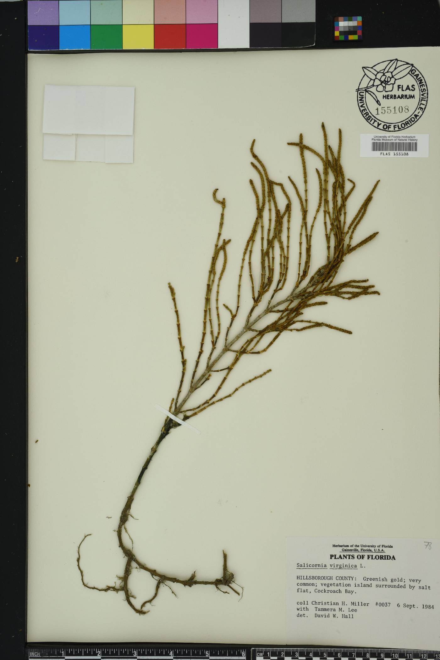 Salicornia ambigua image