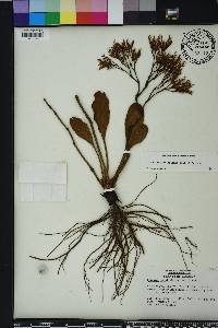 Limonium carolinianum image