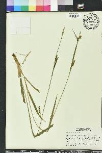 Carex striatula image