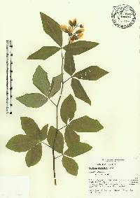 Baptisia megacarpa image