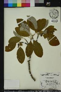 Magnolia virginiana image