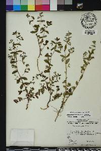 Chamaesyce hyssopifolia image