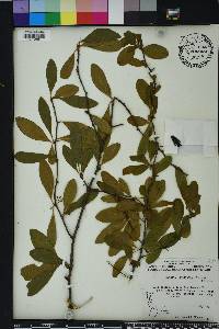 Sideroxylon lanuginosum image