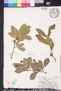 Quercus laurifolia image