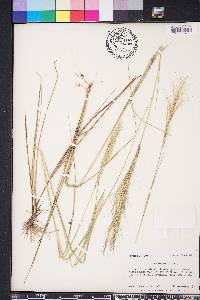 Aristida spiciformis image